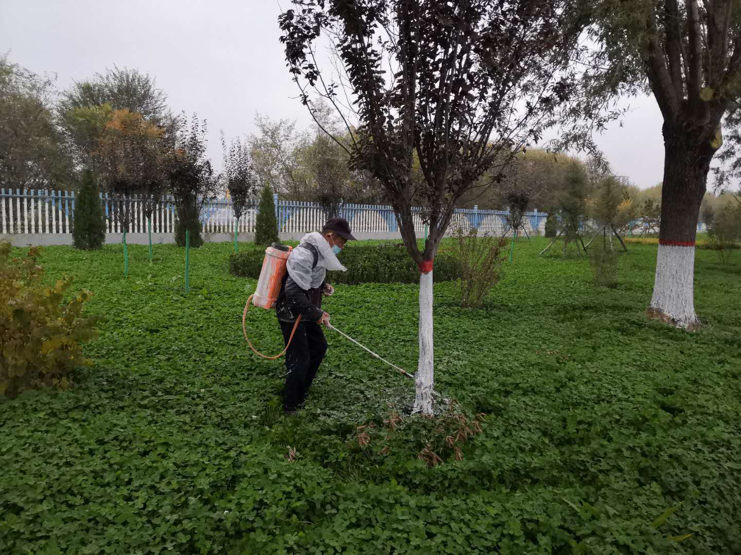 绿化公司扎实开展冬季绿化养护工作(图2) 绿化公司扎实开展冬季绿化养护工作(图2)